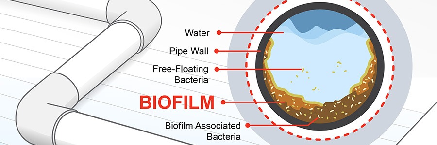 Plastic water pipe cross section with biofilm explained