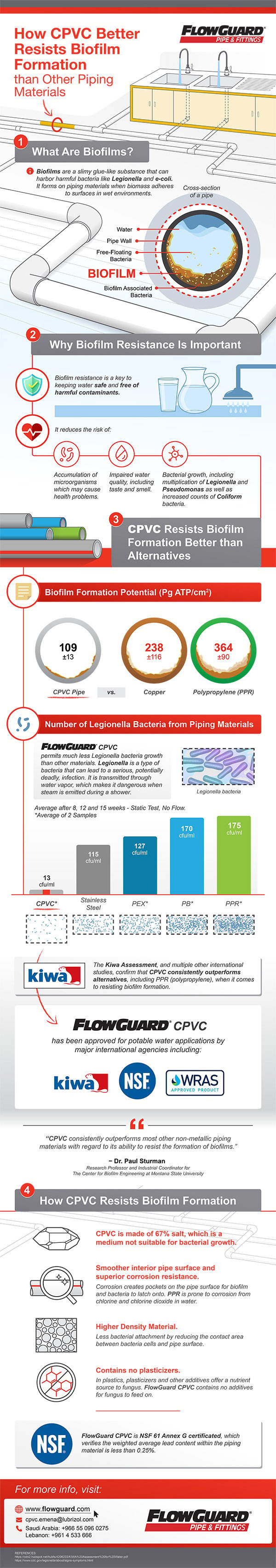 Biofilm Formation Infographic