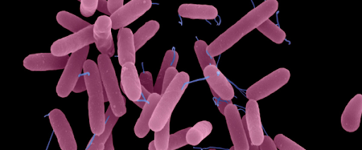 Bacteria